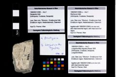 Foto (Objekt + Etikett) von Brachyura indet.  (NHMW-GEO-1990-0041-2586a)